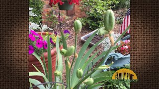 Q&A – When can I collect and plant my iris seeds?