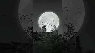 Black Lover Psy Trance Whatsapp Status Aykreas