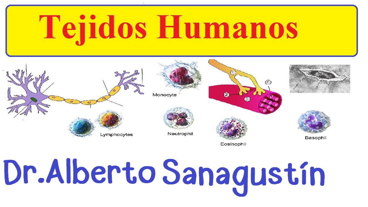 Tejidos humanos: introducción | Histología-Biología Tisular - thptnganamst.edu.vn