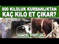 800 Kilogramlık Kurbanlık Dananın Fiyat, Kilo ve Karkas Analizini Yaptık (Yüksel Besi Çiftliği)