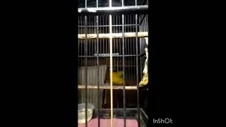 kutilang emas ngamuk di malam hari