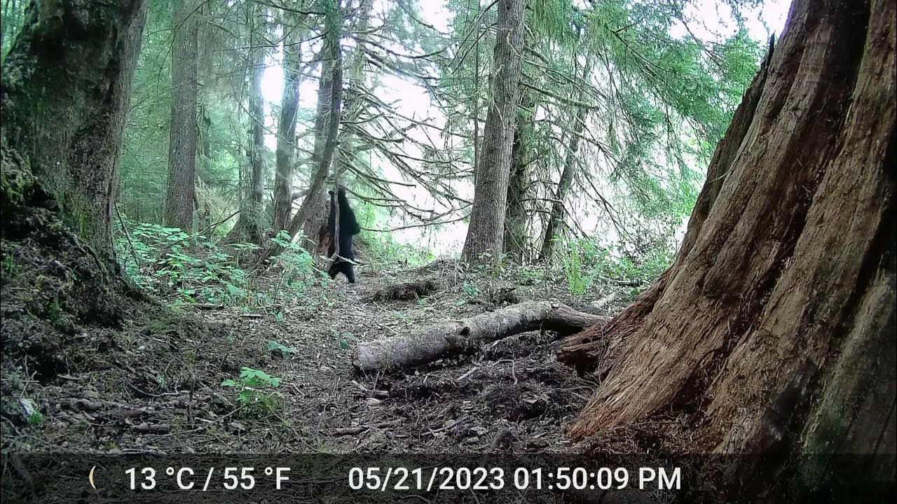 Blaze Trail Camera video footage of bear scatching back again. YouTube