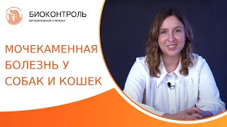 🐈 Мочекаменная болезнь у питомцев: лечение и профилактика. Мочекаменная болезнь у собак и кошек. 18+