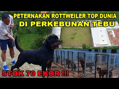 Video: Nama Piala Dunia yang Kuat untuk Rottweilers