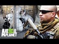 Rescatando cachorros en Afganistán | The Dodo: En busca de héroes | Animal Planet