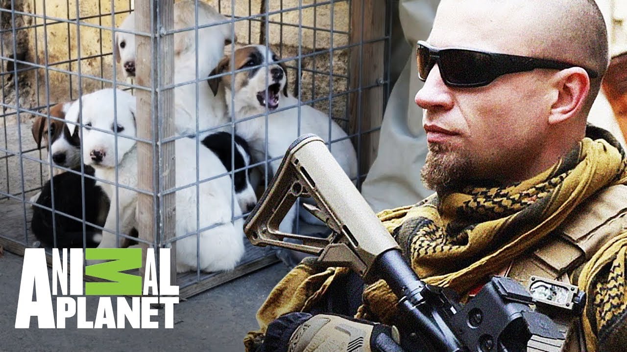 camera iphone 8 plus apk Rescatando cachorros en Afganistán | The Dodo: En busca de héroes | Animal Planet