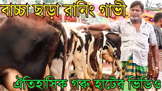 মাথা নষ্ট করা ভিডিও সবার থেকে কম দামে গাভী বিক্রি ! বাচ্চা ছাড়া রানিং দুধের গাভীর প্রতিবেদন । krishi