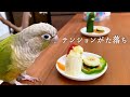 誕生日なのにパニックを起こしてテンションがた落ちになったインコ