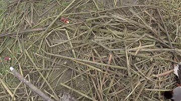 Duck hunting yolo bypass