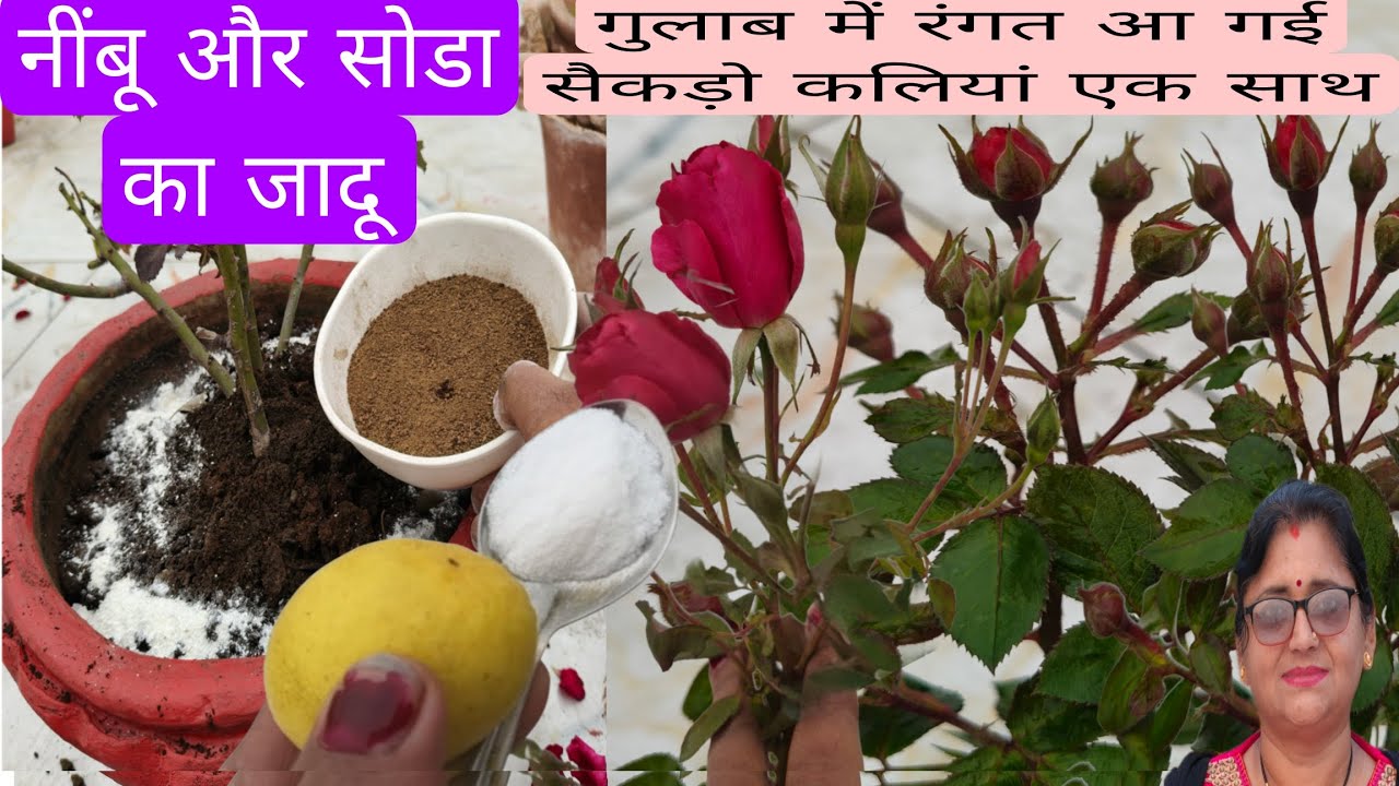 सोडा और नींबू का जादू, गुलाब में इन चीजों को डालते ही, यह काम कर लिया सैकड़ो कलियां एक साथ,