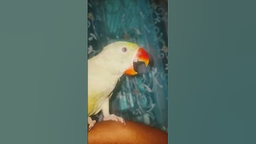 Thumbnail of ☘️🦜 #bollywood #song #coversong #love