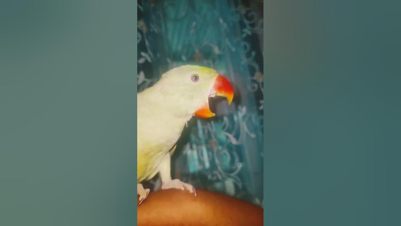 ☘️🦜 #bollywood #song #coversong #love