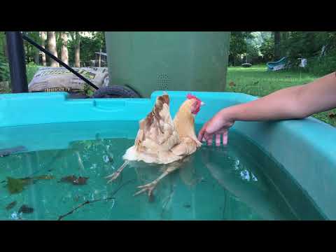 Swimming Chicken