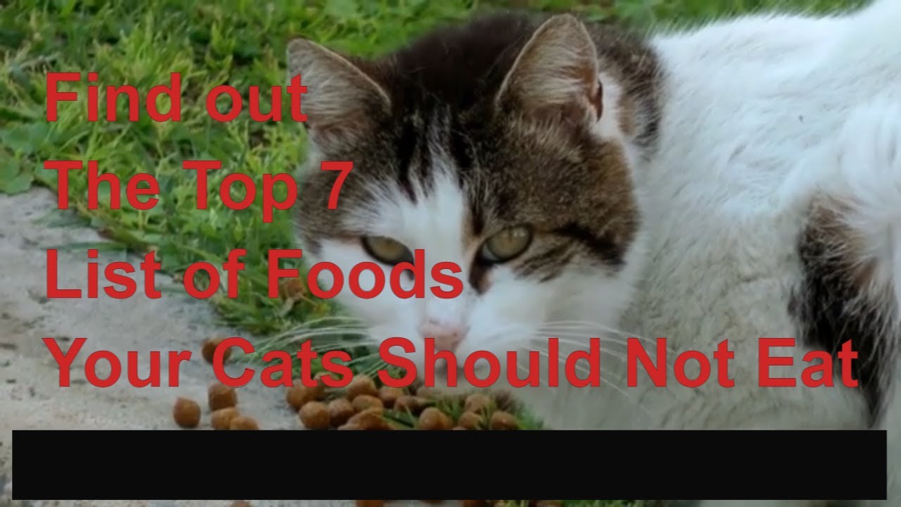 Find out The Top 7 List of Foods Your Cats Should Not Eat YouTube