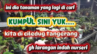 Kita ke gh larangaan indah nurseri di ciledug kec larangan indah tangerang