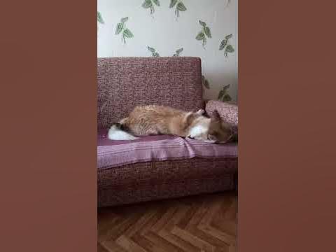 Бешенство собаки - YouTube