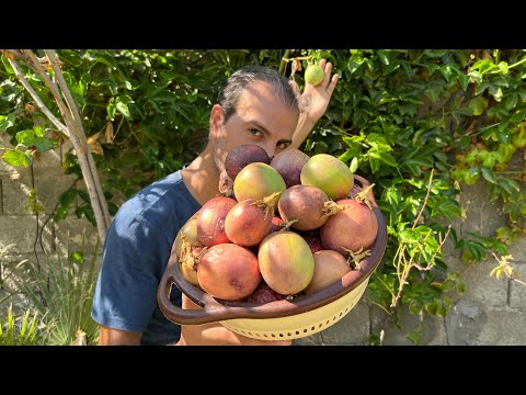 شجرة فاكهة محصول غزير حصاد رهيب لا تحتاج عناية وتتكيف مع أصعب الظروف وأنصح الجميع بزراعتها