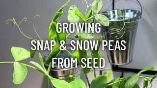 Growing Snap & Snow Peas from Seed for Indoor Garden