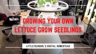 Growing Your Own Seedlings for Lettuce Grow, iHarvest, Gardyn or Other Large Systems