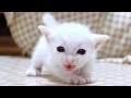 元気すぎる白子猫ちゃんが大きな声でミルクをおねだりする【赤ちゃん猫　保護猫】