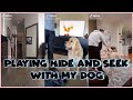 PLAYING HIDE AND SEEK WITH MY DOG TIK TOK COMPILATION