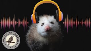 OPOSSUM LOFI BEATS to Study/Work/Relax To