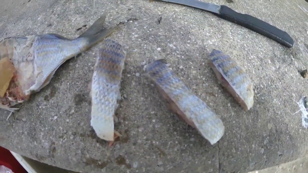 MANGROVE SNAPPER and YELLOWTAIL SNAPPER Bridge Fishing - YouTube