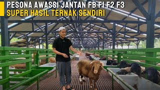 Review Harga Domba Awassi FB F1 F2 F3