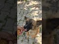 dog playing with hand | dog barking | dog voice | dog sound video | dog sound | dog #shorts