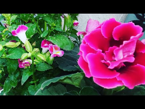فيديو: إزالة أزهار Gloxinia المنفقة - نصائح لإبادة نبات Gloxinia