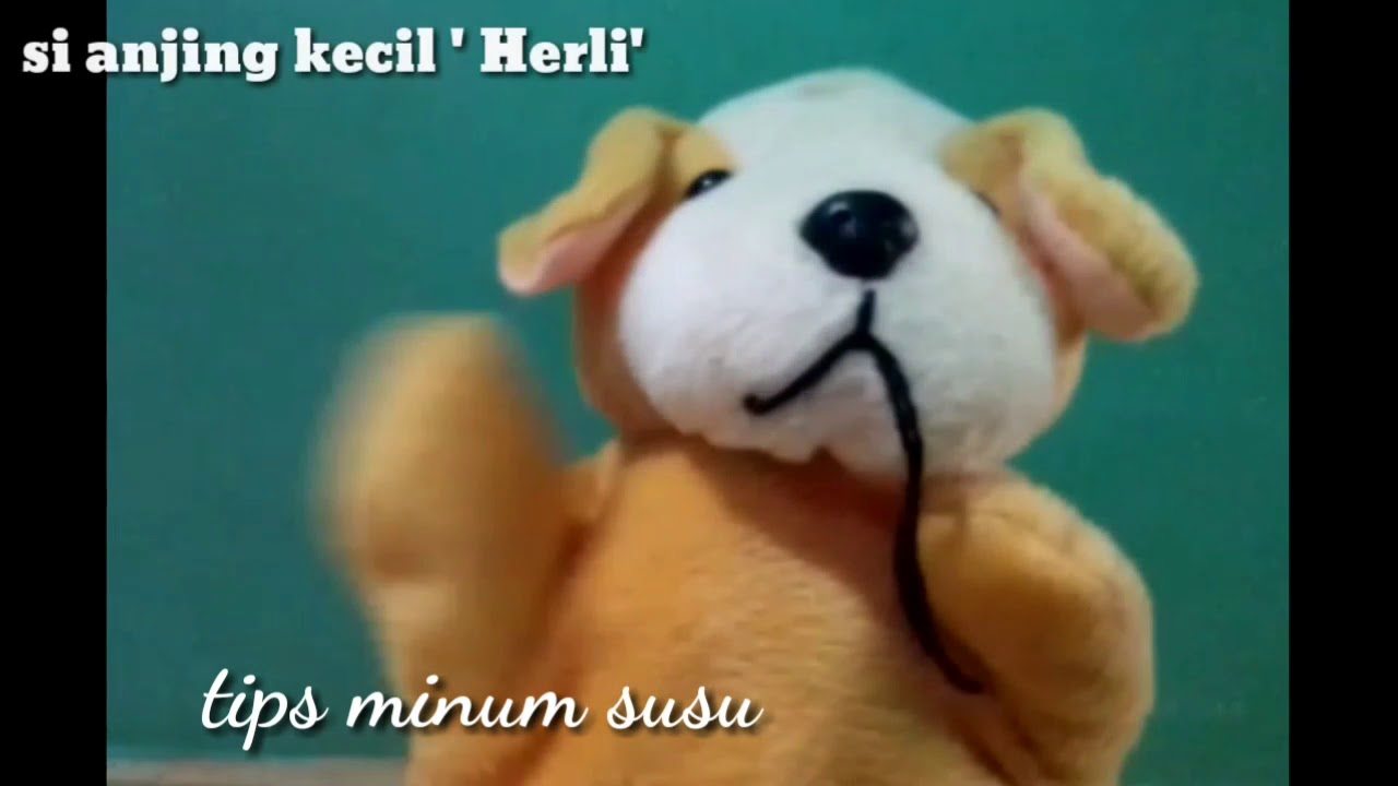 Helli Si Anjing Kecil Yg Lucu Memberi Tips Cara Menyusu Yang Baik