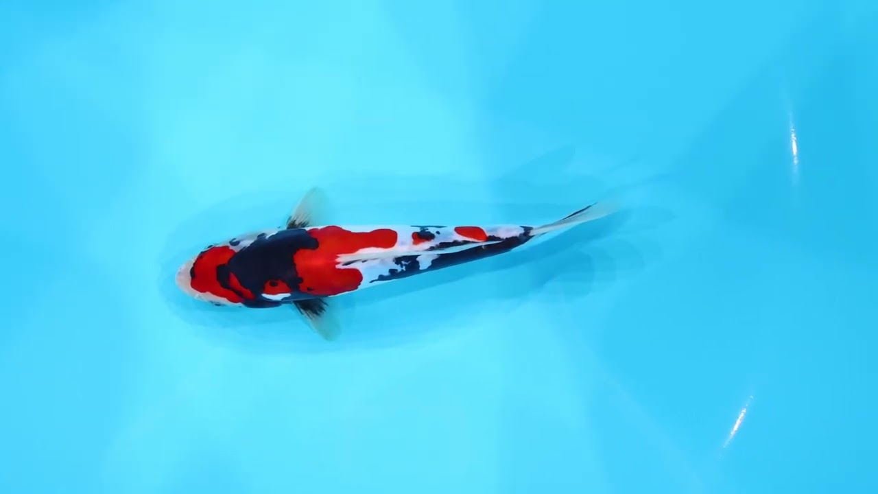 若鯉大会スペシャルオークション！】260302-052の出品鯉のご紹介