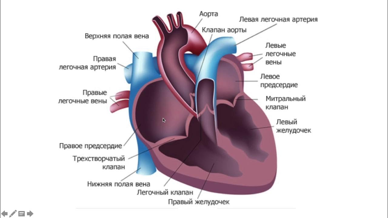 3 в левое предсердие впадают. Строение сердца камеры и клапаны. Структура сердца человека.