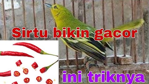 Cara merawat burung sirtu agar mudah gacor/macet bunyi