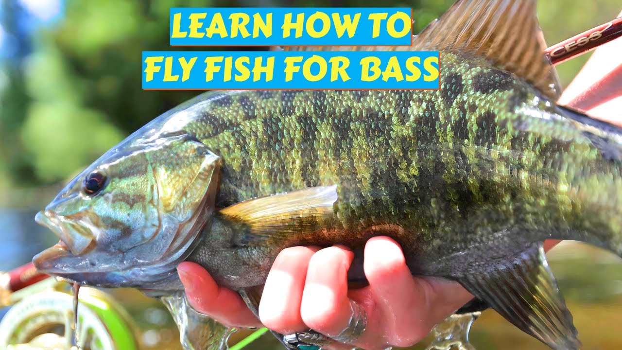 Getting Started in Bass Fly Fishing 