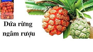 CÁCH NGÂM RƯỢU DỨA RỪNG NGON, TỐT CHO SỨC KHOẺ.