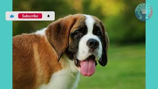 #01 Unveiling the Challenges of Saint Bernard Ownership💥 by Pets Avenues 17 views 11 months ago 2 minutes, 48 seconds