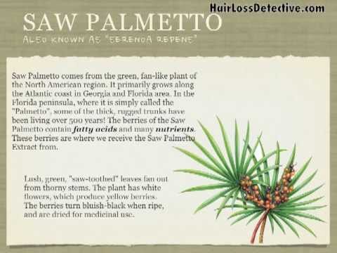 Saw Palmetto Natural Treatment To Help Stop Hair Loss And Regrow Your Hair With No Side Effects Youtube