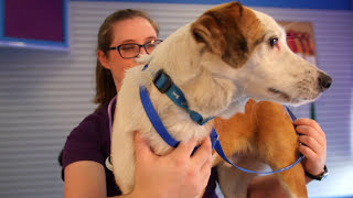 Mountwest CTC Vet Tech Program - Longer Version Profile