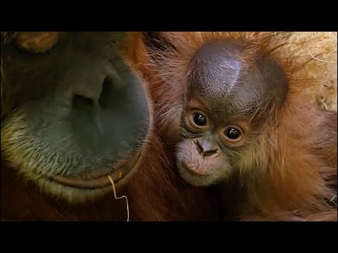 Happy World Wildlife