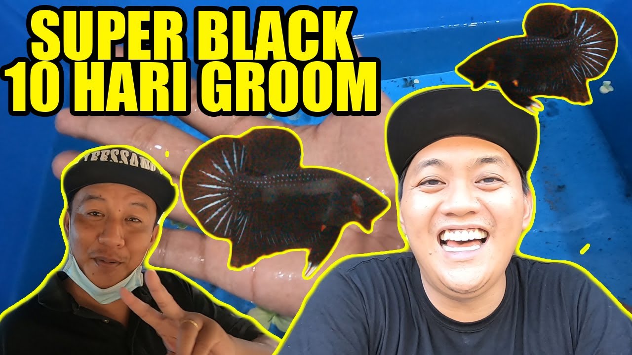 HASIL GROOM SUPER BLACK + [TUTORIAL] HARVEST BBS