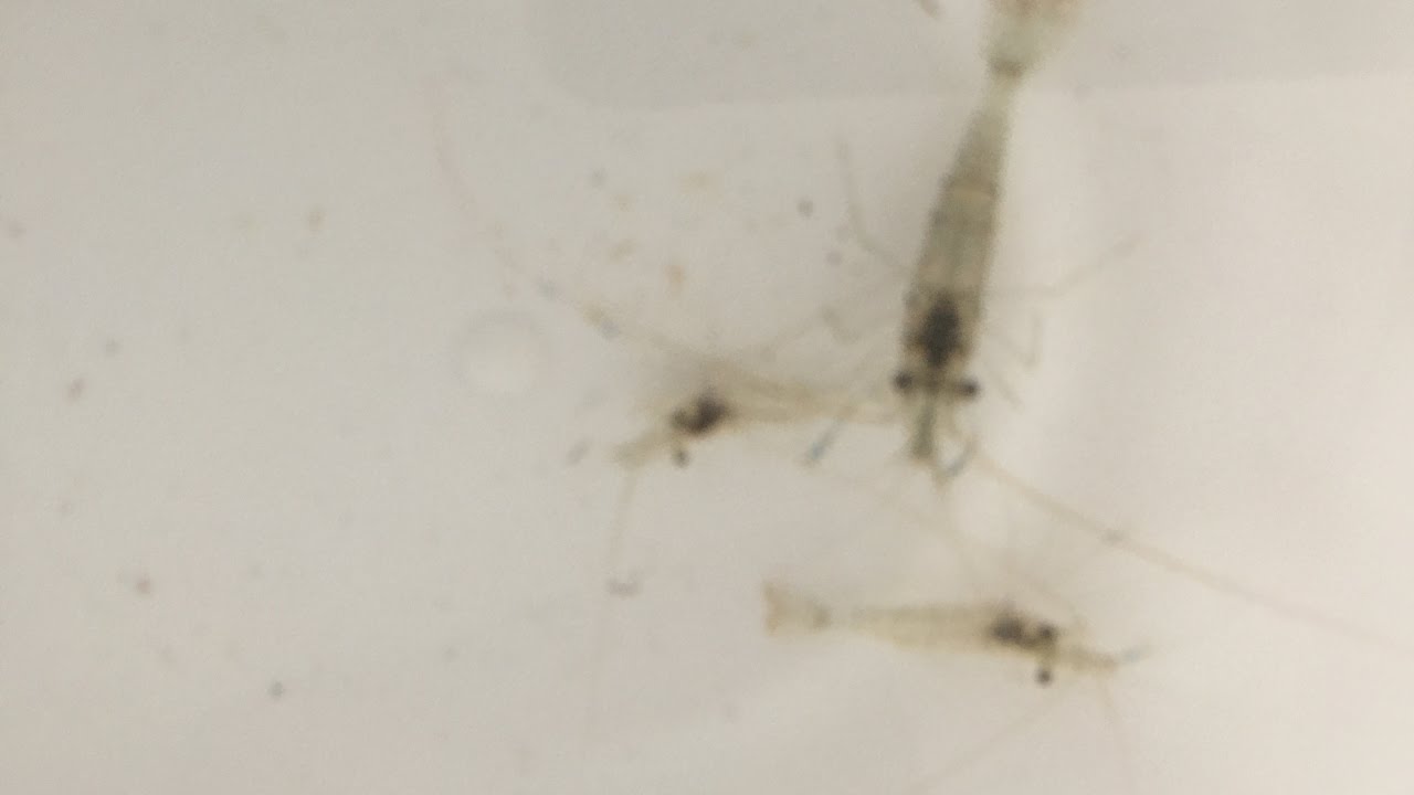 Trappola Gamberetti Pieghevole Trappola Per Gamberetti Pieghevole Kufa | Rete Acciaio Vinilato Maglia 1/2 | Dimensioni 24x12H | PRN58 Trip Trap