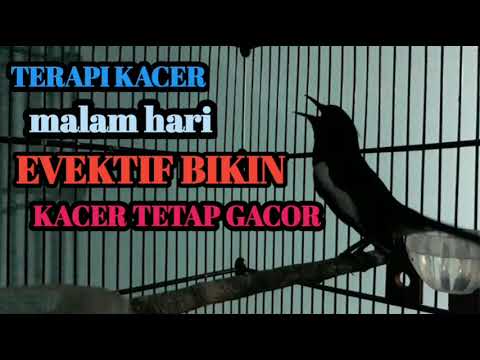 TERAPI KACER MALAM HARI EVEKTIF BIKIN KACER TETAP GACOR‼️‼️