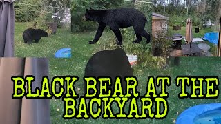 INTO THE WILD : HUNGRY BLACK BEAR AT THE BACKYARD || DION the Explorer