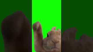 Танцующий кролик (хромакей) / Dancing rabbit (Chromakey) | Shorts