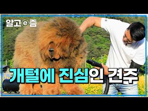 사자 같은 모습과는 달리 집돌이 성향인 티베트 사자개의 의외의 귀여운 모습｜세상에 나쁜 개는 없다｜알고e즘