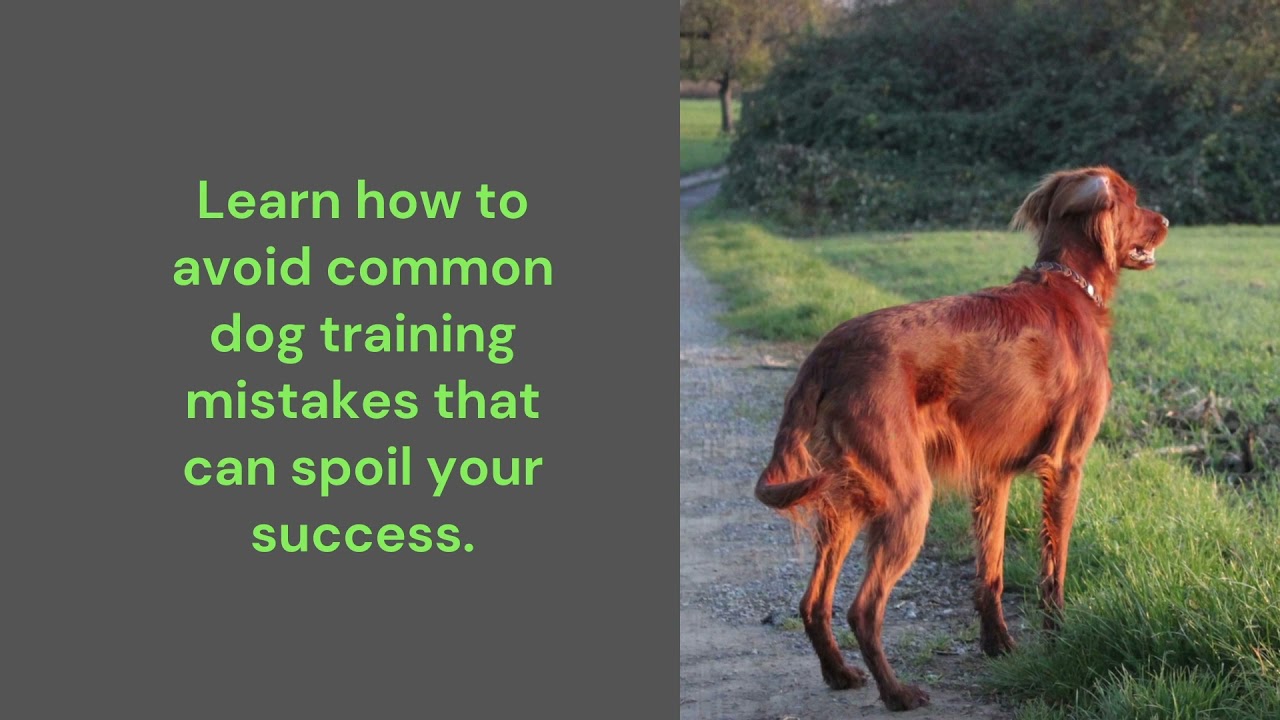 Can you train your dog to come without shock or force? Yes!