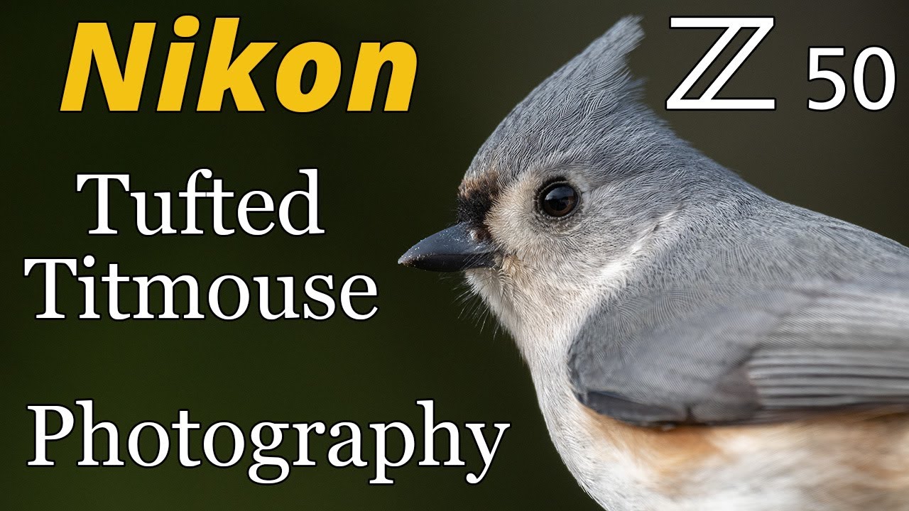 Nikon Z50 • Tufted Titmouse Bird Photography YouTube