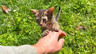 Homeless and lonely little kitten doesn't want me to go home