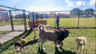 Gentle Giant Caucasian Shepherd W/ Two Terrified Tiny Yorkies  | Tsavo by The Dog Messiah 2,010 views 3 months ago 10 minutes, 37 seconds